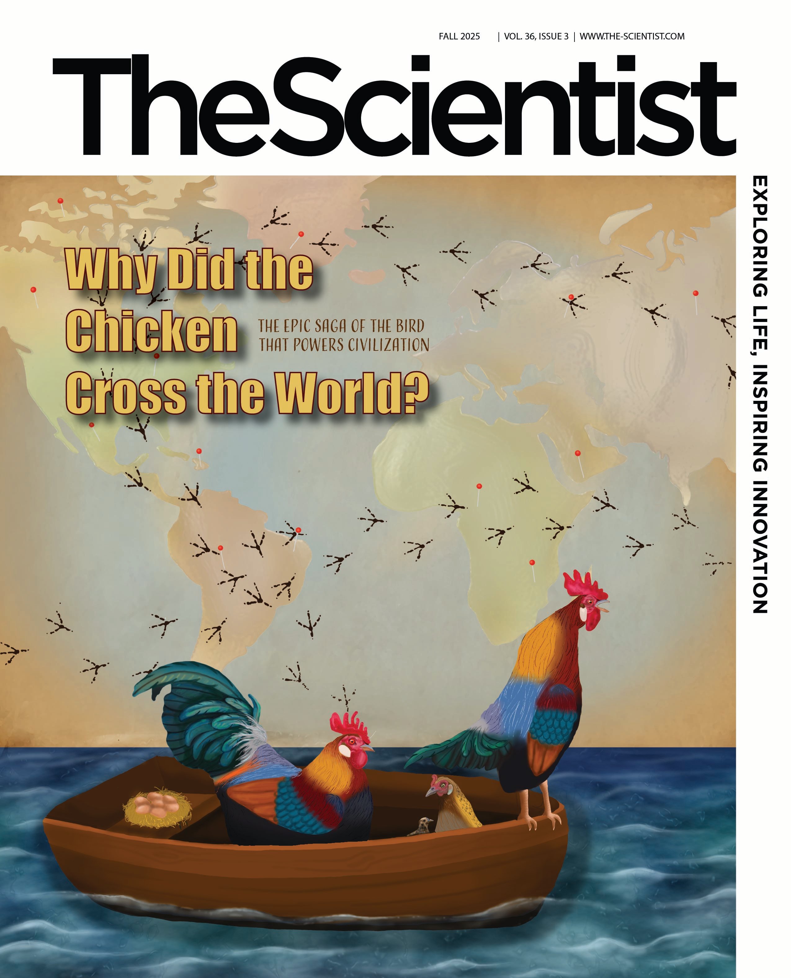 Why did the Chicken Cross the World